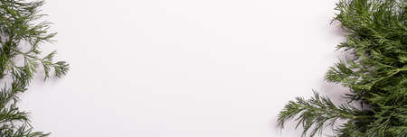 Fresh dill on a white background. bannerの写真素材