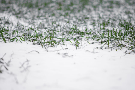 Winter wheat in an agricultural field, green grass with white snow.