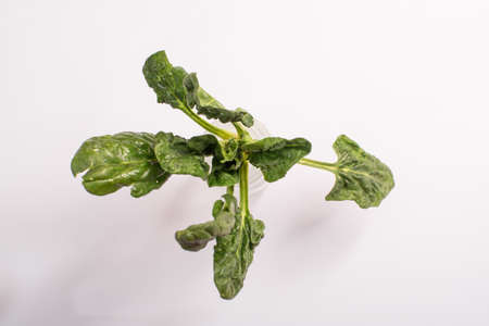 fresh green spinach on a white background.の写真素材