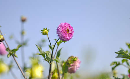 A dahlia flower on a blue sky background.の写真素材