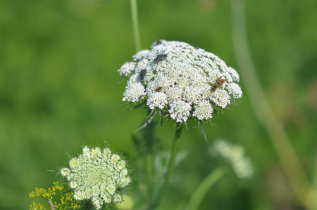 Wild Fennel with white flowers. A wasp and flies sit on a flower.