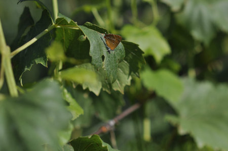 a small brown butterfly sits on a green leaf.の写真素材