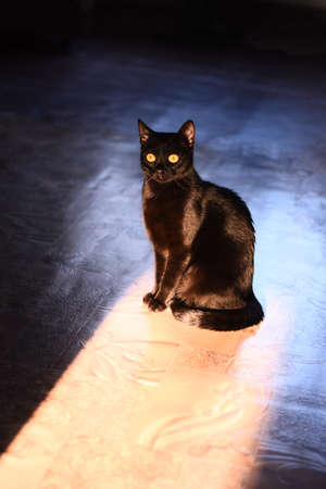 A beautiful black cat stares intently at the camera.の写真素材