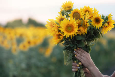 Sunflower flowers in womens hands. space for writingの写真素材
