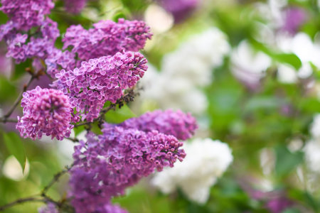 large purple lilac. spring background. Selective focus.