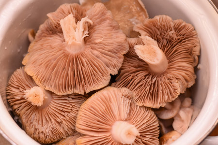 close-up. Entoloma. large mushrooms in a saucepan