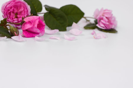 pink flowers and petals on a white background. empty space