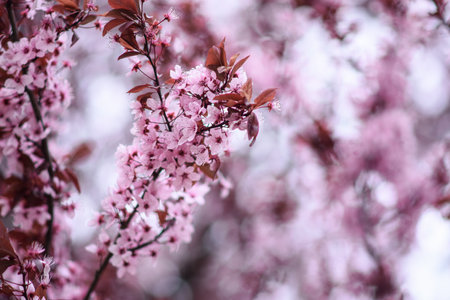 Branches of fruit tree blossoming pink flowers.の写真素材