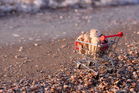 seashells in the shopping basket. on the beach on the seashore. copy spaceの写真素材