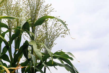 sorghum plant green and fresh. Selective focus.の写真素材