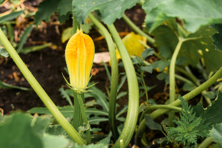 a pumpkin yellow flower in the garden