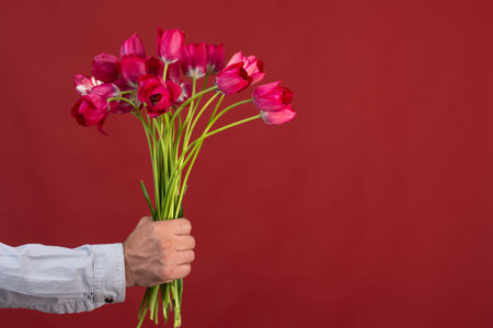 beautiful live tulips on a red background in a mans hand. mock up