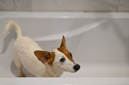 jack russell terrier dog takes a shower