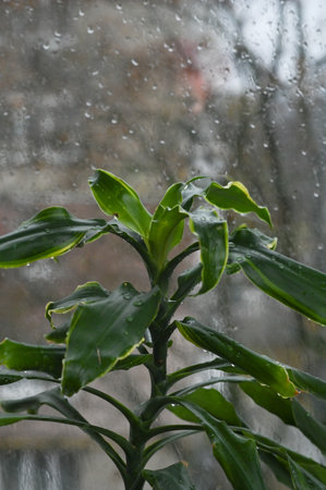 Dracaena massangeana by the window.の写真素材