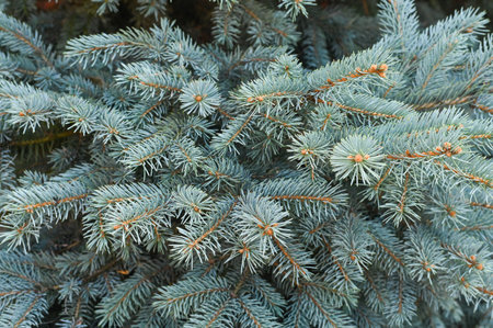 blue spruce close up backgroundの写真素材