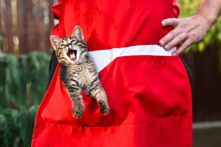 A beautiful kitten got into his apron pocket