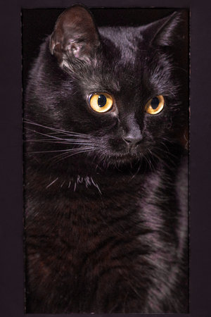 portrait of a beautiful black cat. close-upの写真素材