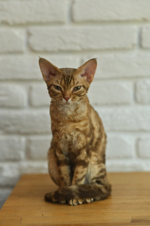 cat sitting on a wooden table. verticalの写真素材