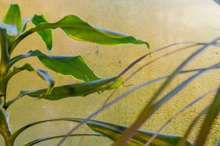 Leaves of indoor plants near a window with wet glass
