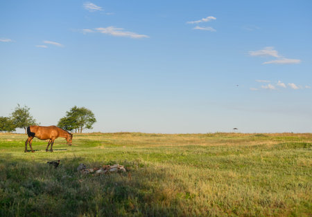 a horse grazes in a green meadow. beautiful landscapeの写真素材