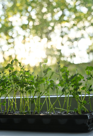 Microgreens of peas grow on the windowsill