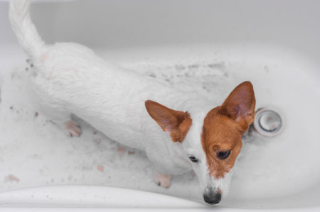 A Jack Russell Terrier dog bathes in the bathroomの写真素材