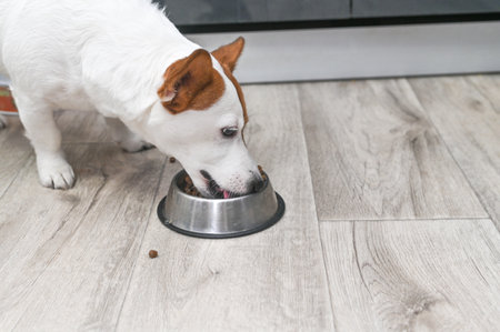 Jack Russell eats dog food from bowl.の写真素材