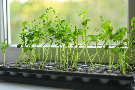 Micro greens in a pot. Sprouts of green peas.の写真素材