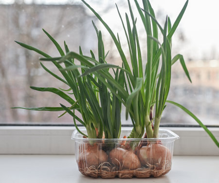 Growing green onions in a container with water in an apartment. The concept of fresh greenery all year round.の写真素材