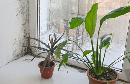 Fungal mold forms on a wet window due to high humidity. indoor plants on the windowsillの写真素材
