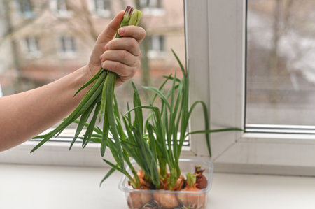 Greens of onions growing in container near window inside. A womans hand cuts it off. onion leaves for cooking, close-up viewの写真素材