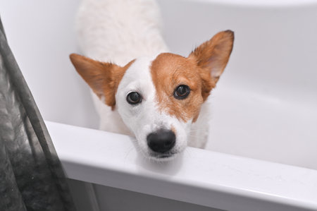 portrait of a Jack Russell dog in a bath. pet care concept. A Jack Russell Terrier washes up after a walk.の写真素材