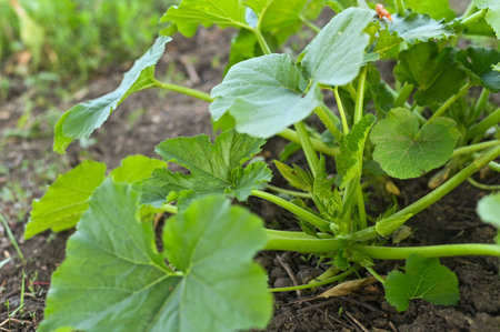 the young zucchini squash plant in the gardenの写真素材