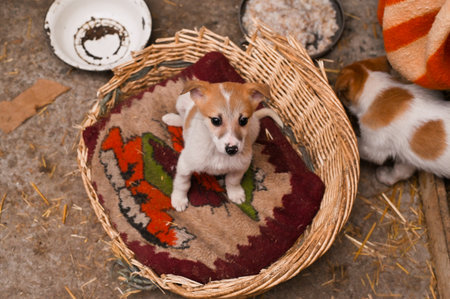 Cute puppies sitting in a basket at a dog shelterの写真素材
