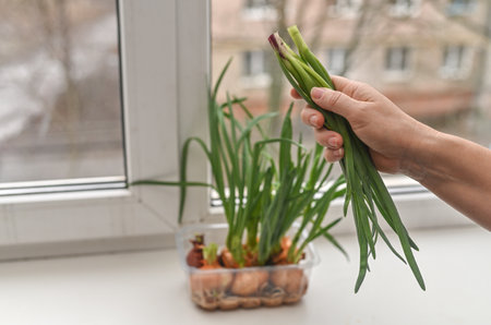 Greens of onions growing in container near window inside. the woman cuts it off. onion leaves for cooking, close-up viewの写真素材