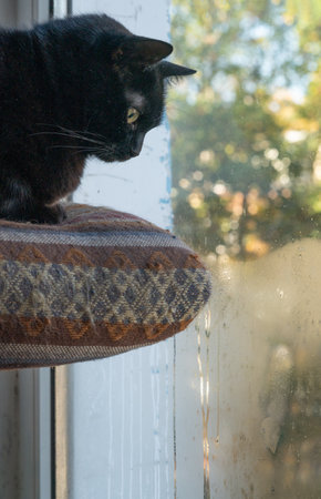 A black cat looks out the windowの写真素材