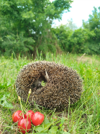 vertical photo Red berries next to calm hedgehog in natural setting. Hedgehog brings sense of safety and quiet. Wild hedgehog peacefully present in green grass and sweet cherry berries.の写真素材