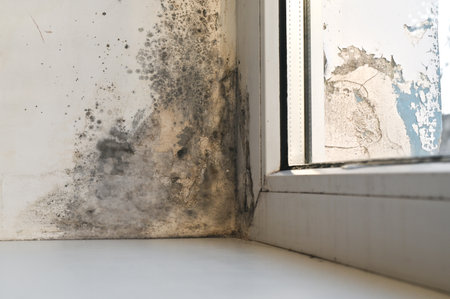 due to high humidity and insufficient heating, mold forms on the window. Black mold on the window slopesの写真素材