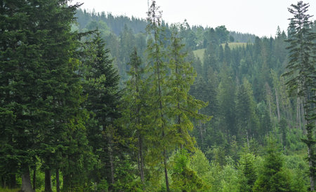 Dense coniferous forest stretches across hilly terrain, with misty mountain ridges fading into...