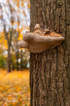 the tinder mushroom grows on the trunk of a tree
