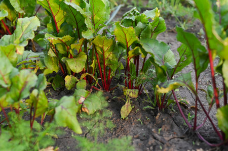 Beetroot plant with red stems and green leaves growing in soil, organic crop detail from natural outdoor garden, farming. Fresh beet plants with colorful stalks and green foliage in garden bedの写真素材