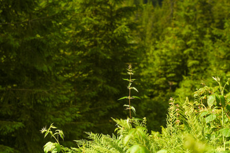 Fern growing in green forest, fern highlighted by sunlight among foliage, fern detail in natural woodland environment, closeup view, fresh vegetation, calm atmosphere, nature background, ecologyの写真素材