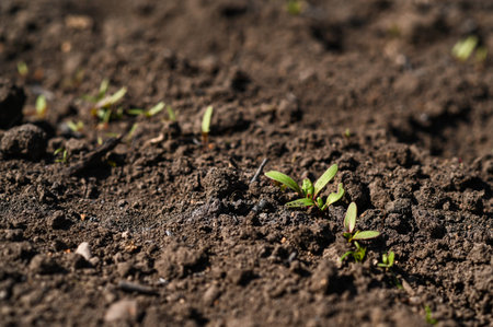 Beet seedling breaking through moist soil in vegetable garden, tender beet seedling with small...