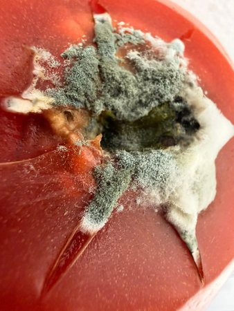 Mold growing on tomato surface with visible spores and decayed flesh. Mold spreads across food...
