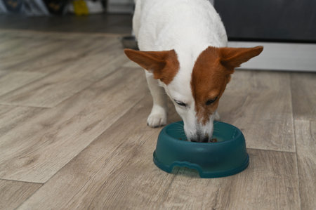 Jack Russell eats delicious dry food from plastic bowl on laminate floor. Cute dog, pet enjoys dinner inside modern room. Small canine consumer gets essential nutrition from balanced daily product.