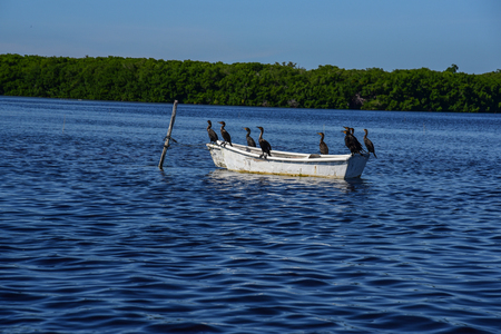 Ducks in a boatの写真素材