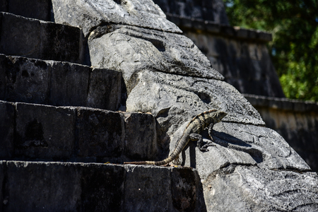 Lizard on the stairsの写真素材