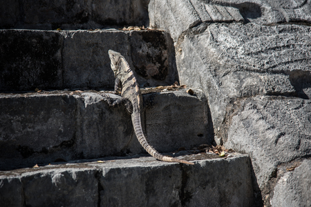 Lizard on the stairsの写真素材