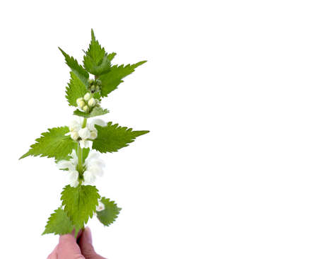 White nettle or white dead-nettle. Lamium album on white backgroundの写真素材