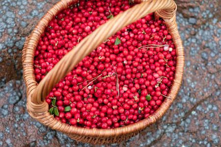 Close-up of handpicked cowberries in a basket. Forest berries.の写真素材